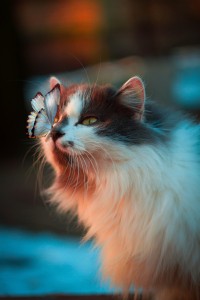 Een zwart-witte kat staart naar de vlinder op z'n neus.